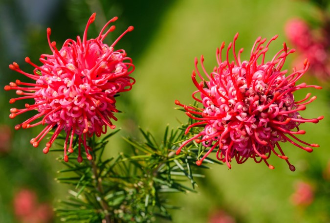 Grevillea