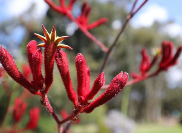 Kangaroo Paw